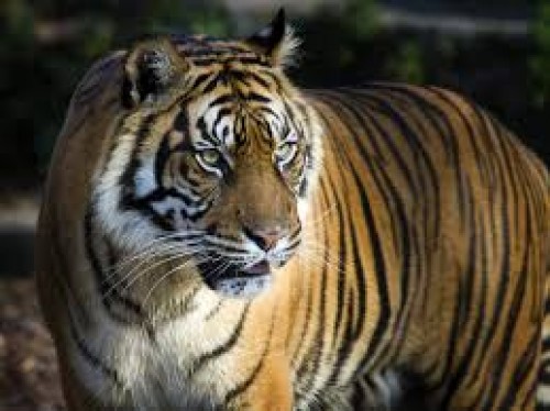 tiger