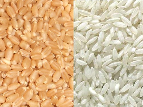 wheat and rice