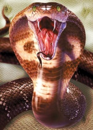 cobra