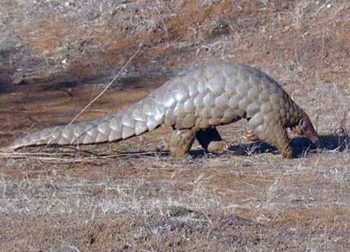 pangolin