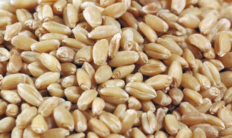 wheat