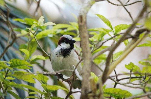 sparrow