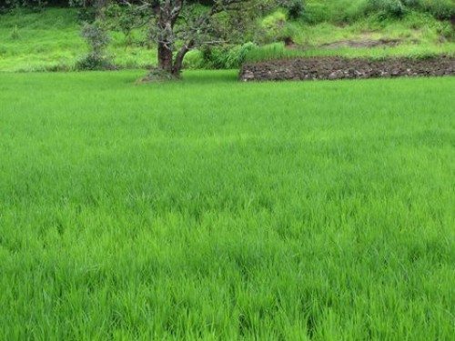 Wheat cultivation