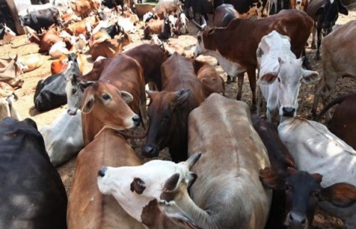 cows