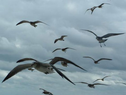 पंछी-birds (file photo)