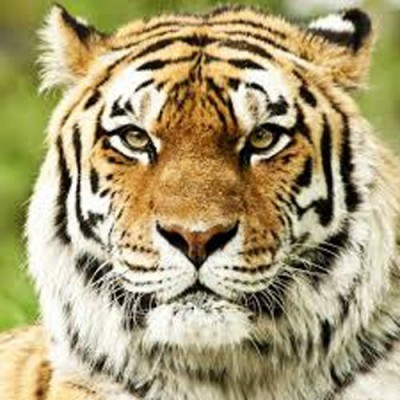tiger