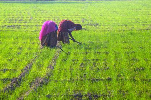 rabi crops