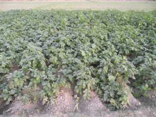 potato crop