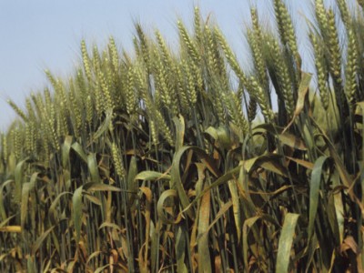 wheat crop