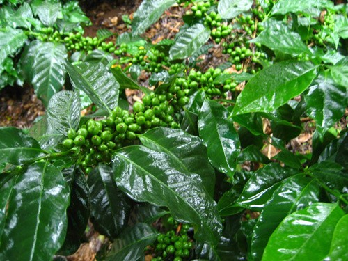 coffee tree