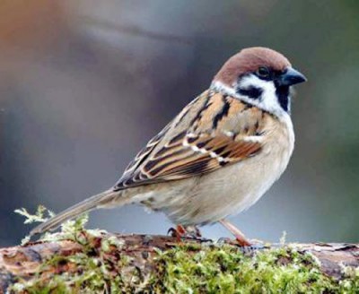 sparrow