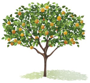 fruit tree