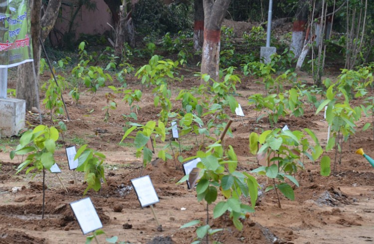 plantation