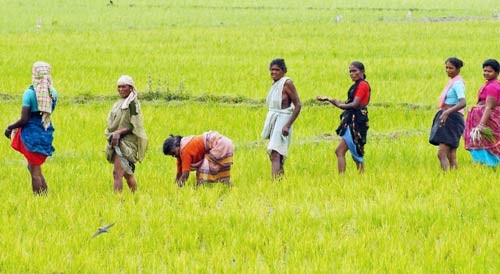 agricultural laborers