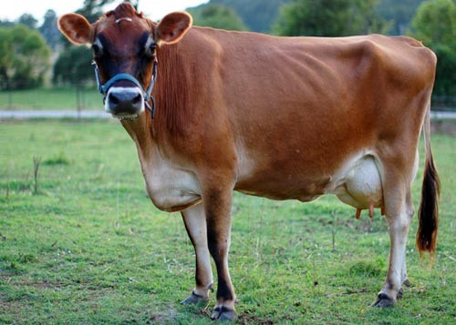 cow