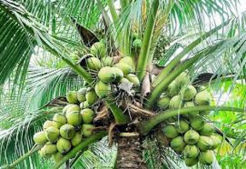 coconut tree