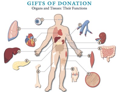 organ donations
