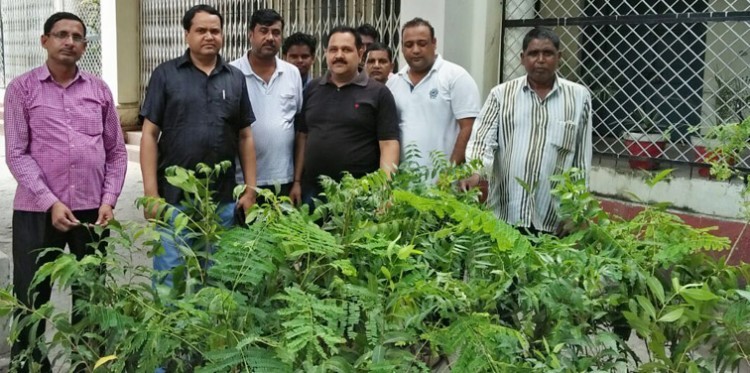 plantation by journalists in bijnor