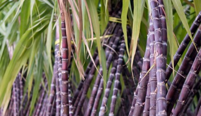sugar cane