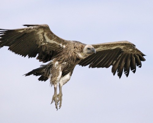 vultures