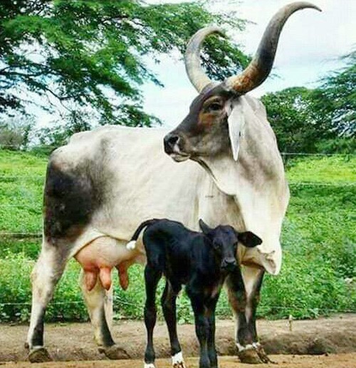 cow