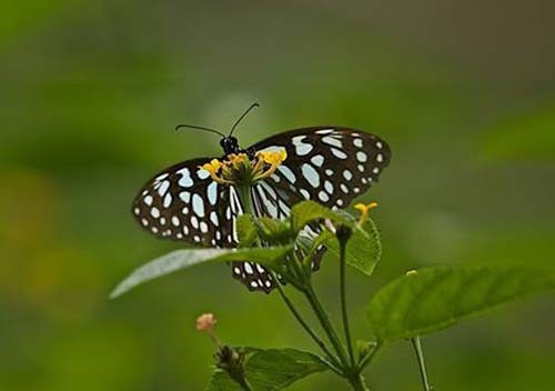 nature