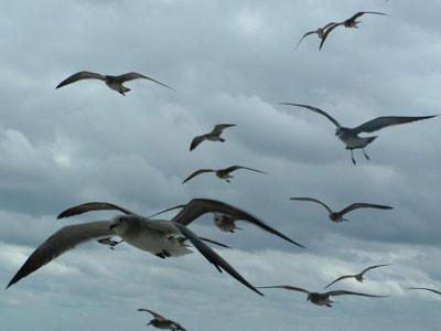 पंछी-birds